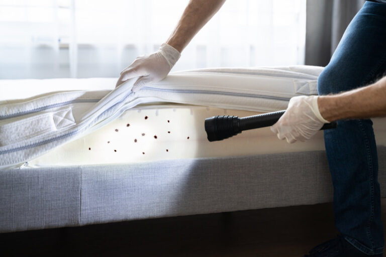 bed bug infestation and treatment service